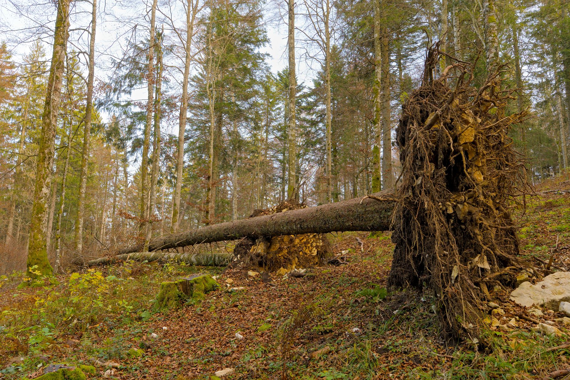 Enlèvement arbre urgence Roissy-en-Brie
